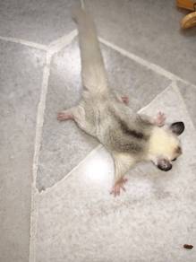 sugar glider 