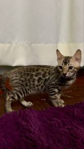 Bengal Cat / Kucing Bengal Alor Setar