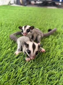 Sugar glider murah