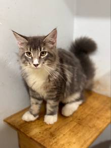 Mainecoon certificate