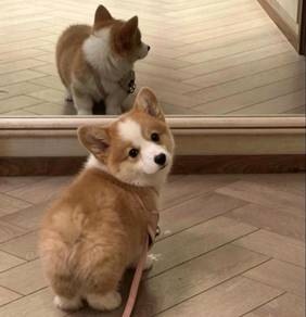 Welsh Corgi