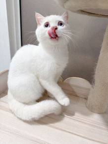 Bsh White