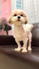 Shih Tzu For Stud Service (Mating)