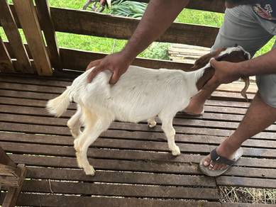 kambing nak Jual 