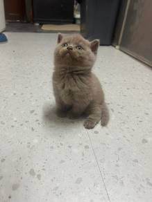 bsh kitten male