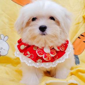 Maltese