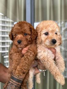 poodles 