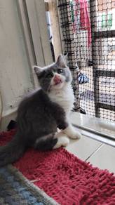 Bsh British Longhair kitten anak kucing 