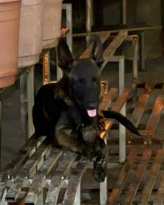 BELGIUM MALINOIs