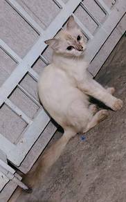 kampung mix betina 9 bulan