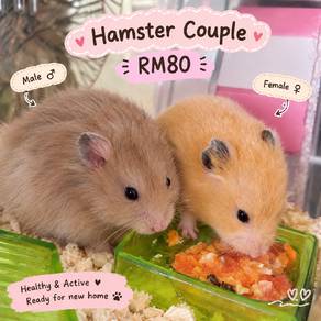 Syrian Hamsters ❤️