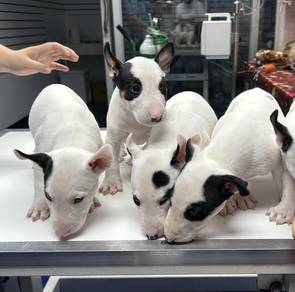 BULL TERRIER PUPPIES BT120 🐻 Available Cute