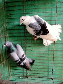 Merpati Kg