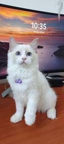 Seal bicolour ragdoll