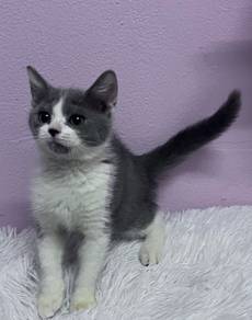 Bsh bicolour kitten