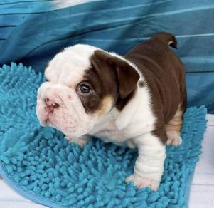 ENGLISH BULLDOG PUPPIES EB396 🐻 BullDog Available