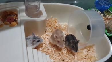 hamster 3 ekor 