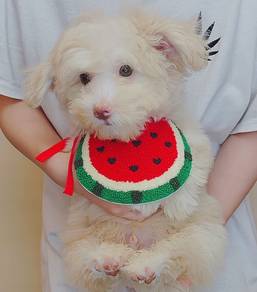 Maltipoo