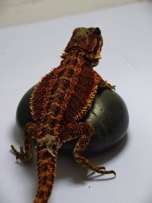 Bearded dragon