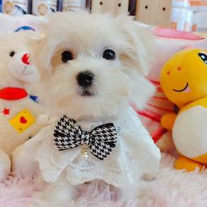 Maltese