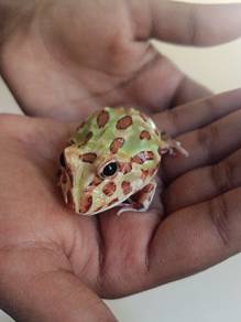 frog