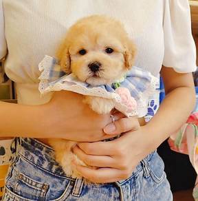Poodle
