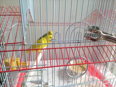 burung baji kuning dan hijau
