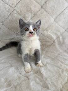 British shorthair