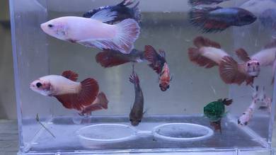 Female Betta Fish Ikan Laga Betina