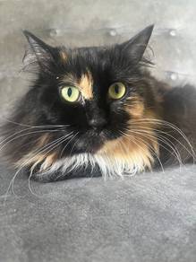 cute cat
