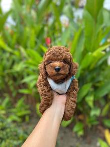 Cavapoo 5