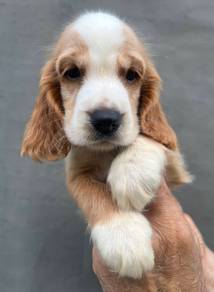ENGLISH COCKER SPANIEL PUPPIES M179 🌻Male & Femal