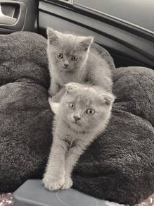 BSH Kitten