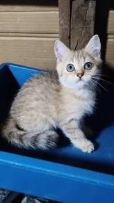 bsh