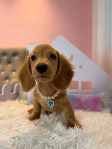 Long-Haired Mini Dachshund  🐾✨