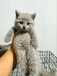 British Shorthair (BSH) Kitten