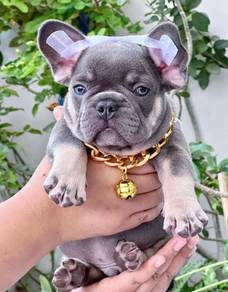FRENCH BULLDOG PUPPIES🌻A194 Lilac Tan Male/Female