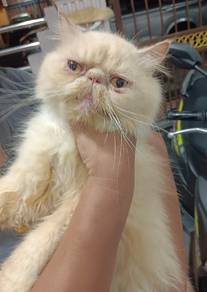 Excotic longhair proven 