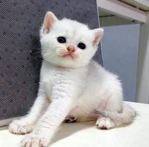 Baby BSH Silver 