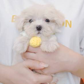 Maltese