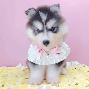 Husky