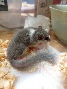 Home Breed Dormouse 