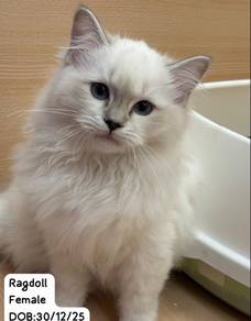 Ragdoll Cat for Sale