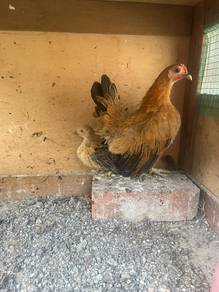 ayam serama betina