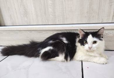 Demostic LongHair BigBone