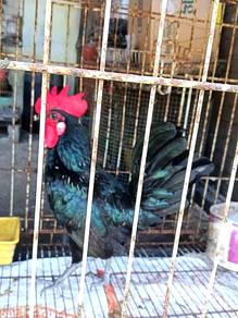 Ayam hutan hitam