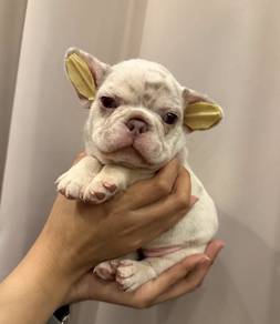 FRENCH BULLDOG PUPPIES 🌻S116 Charming Girl