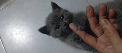 Kucing Bsh