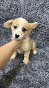 Pure Breed Corgi (F) Please read T&C 纯种柯基有价 带条件