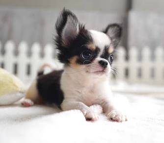 CHIHUAHUA PUPPIES VIP120🌷Head Apple Cute Dog Boy